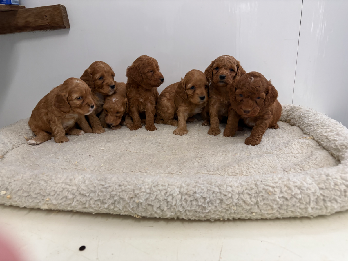 Photo 1 of a Cockapoo puppy from Haute Dog Finders