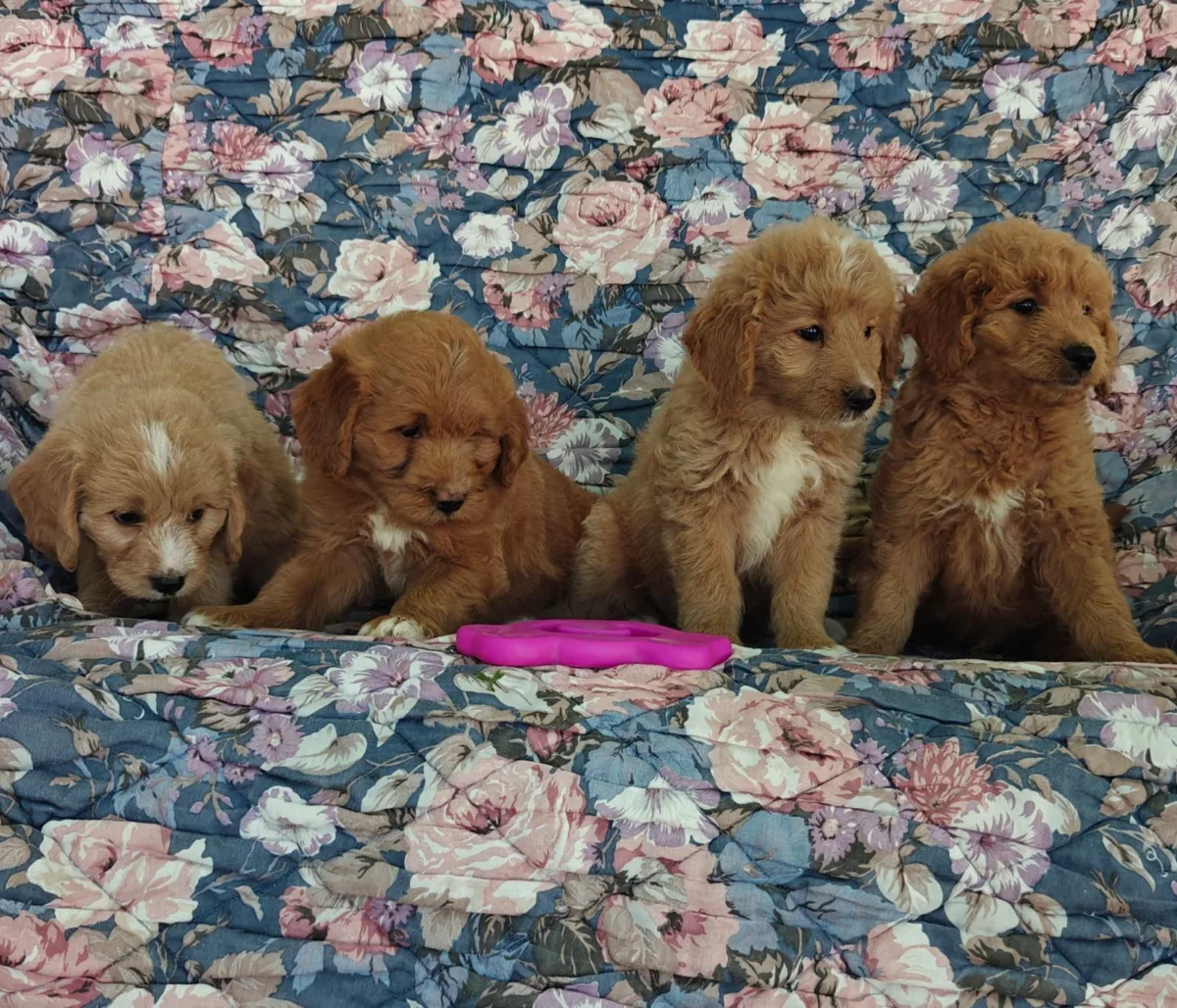Cockapoo puppy for sale from Haute Dog Finders in Nova Scotia