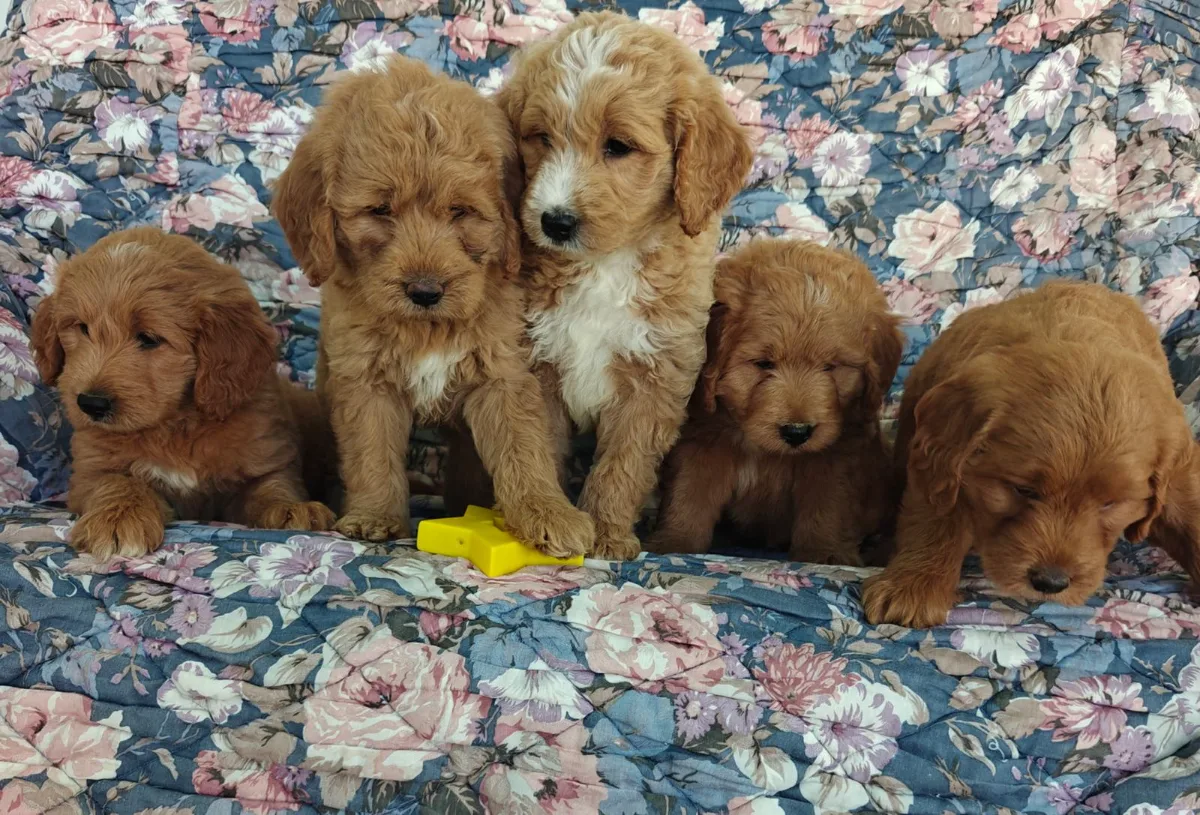Cockapoo puppy for sale from Haute Dog Finders in Nova Scotia