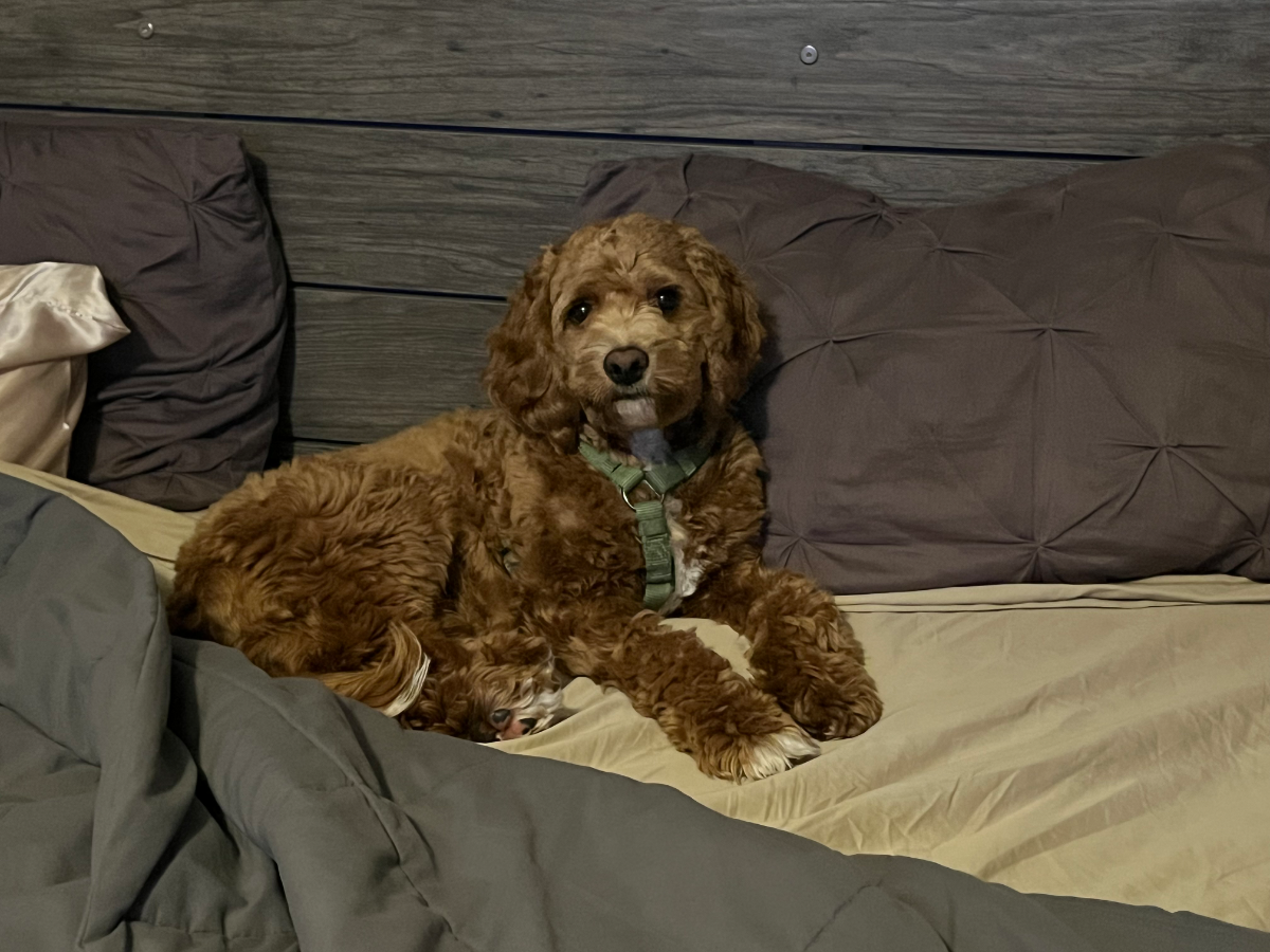 Playful Aussiedoodle puppy at our Nova Scotia facility - photo 2 from Haute Dog Finders