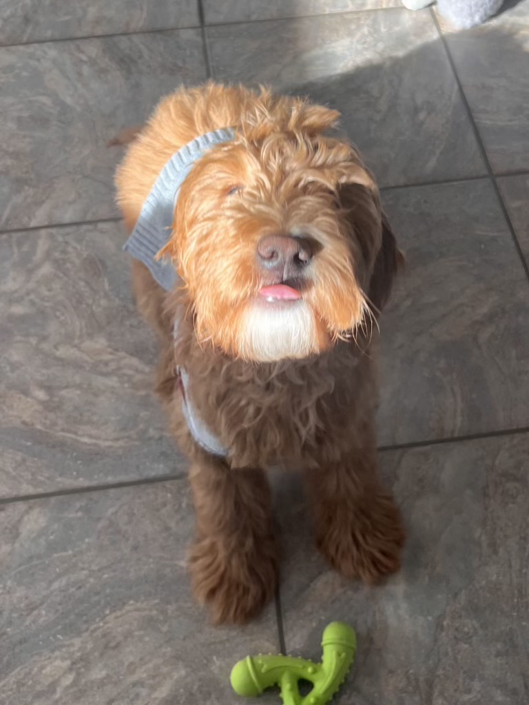 Happy Petite Goldendoodle puppy ready for their forever home - photo 4 from Haute Dog Finders
