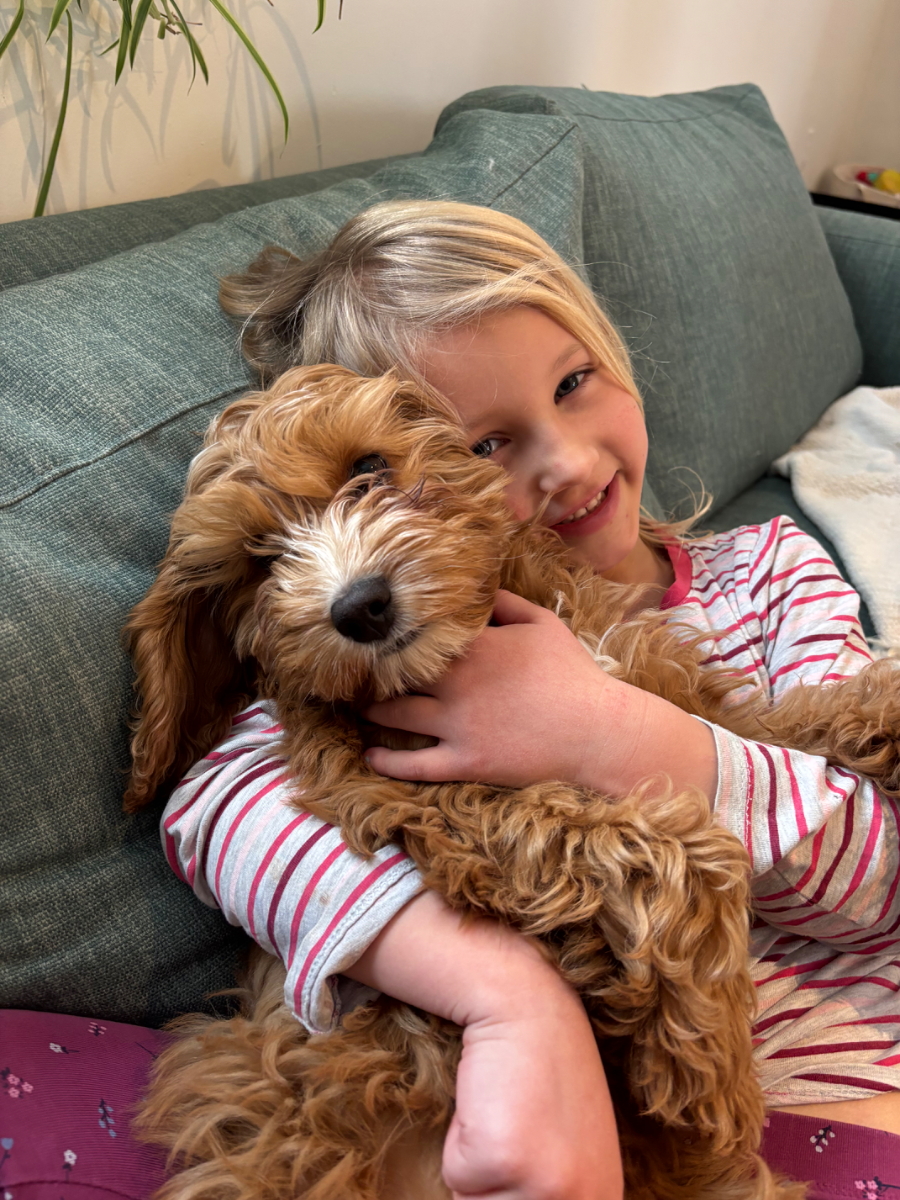 Fluffy Cockapoo puppy from health-tested parents - photo 6 from Haute Dog Finders