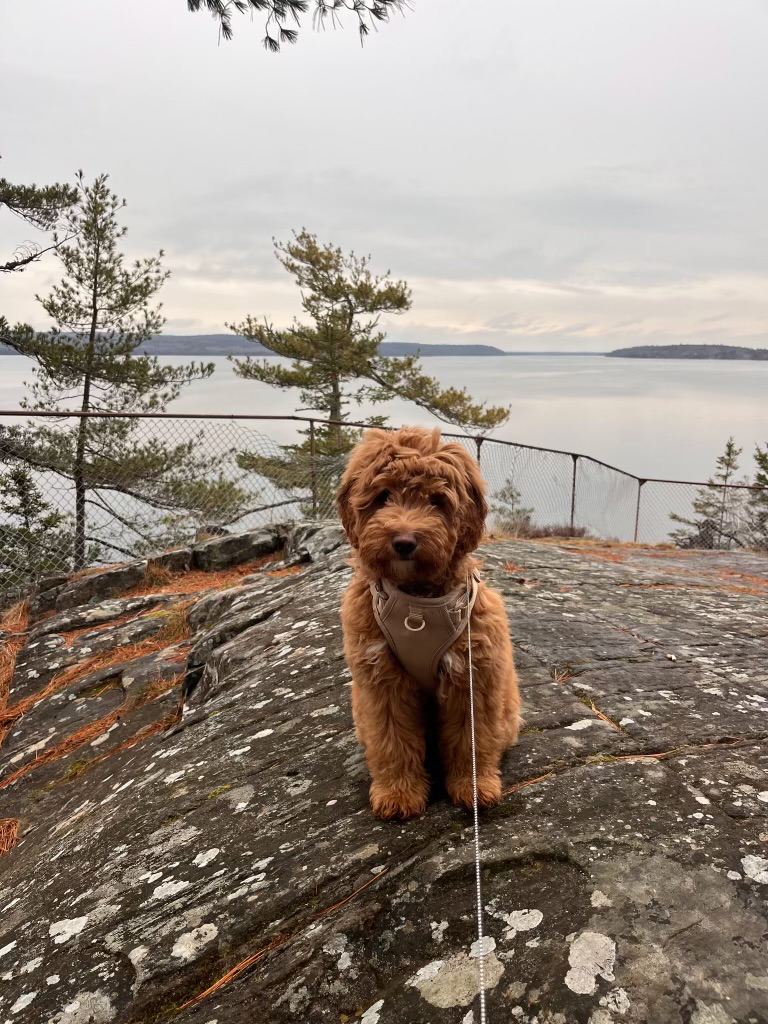 Playful Westipoo puppy with a 2-year health guarantee - photo 8 from Haute Dog Finders