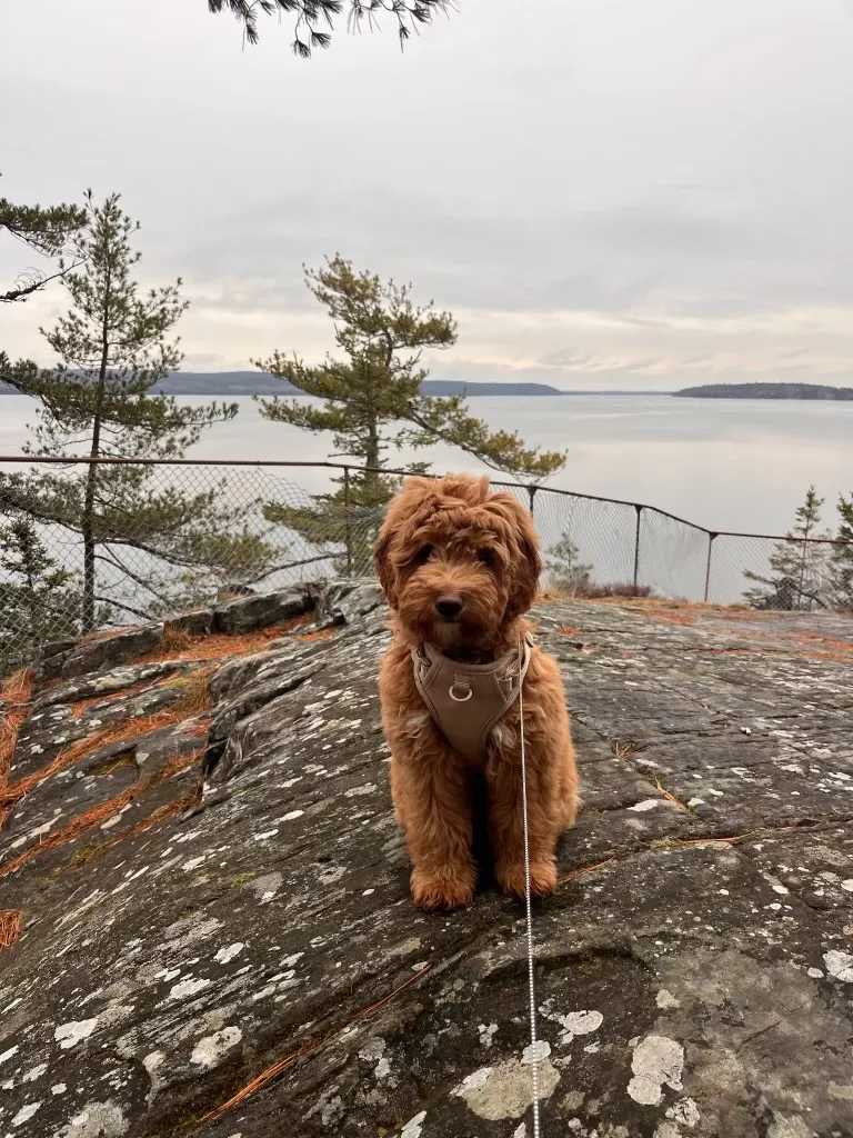 Playful Westipoo puppy with a 2-year health guarantee - photo 8 from Haute Dog Finders
