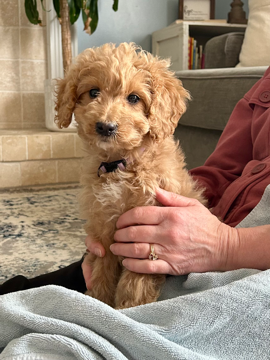 Happy Doodle puppy family-raised in Maitland, NS - photo 10 from Haute Dog Finders