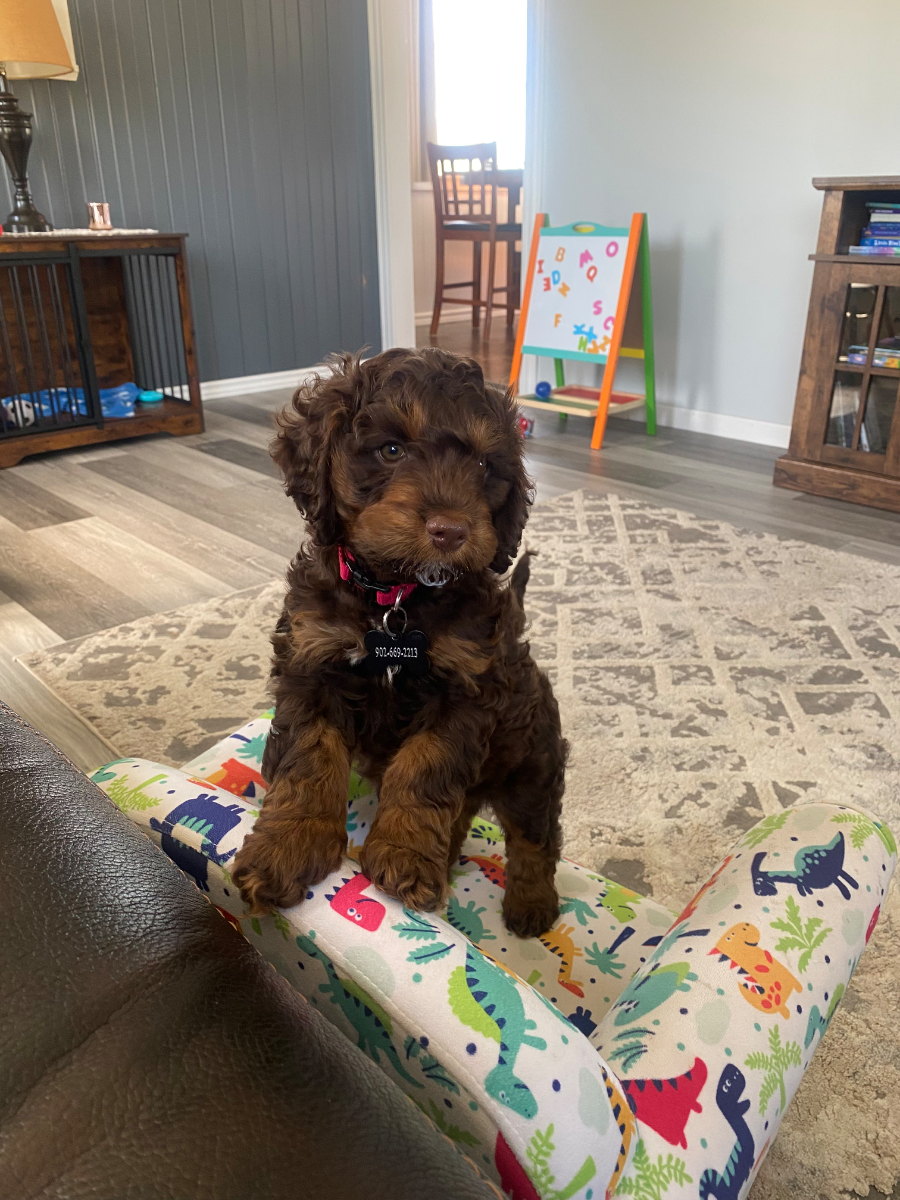 Playful Petite Goldendoodle puppy at our Nova Scotia facility - photo 14 from Haute Dog Finders