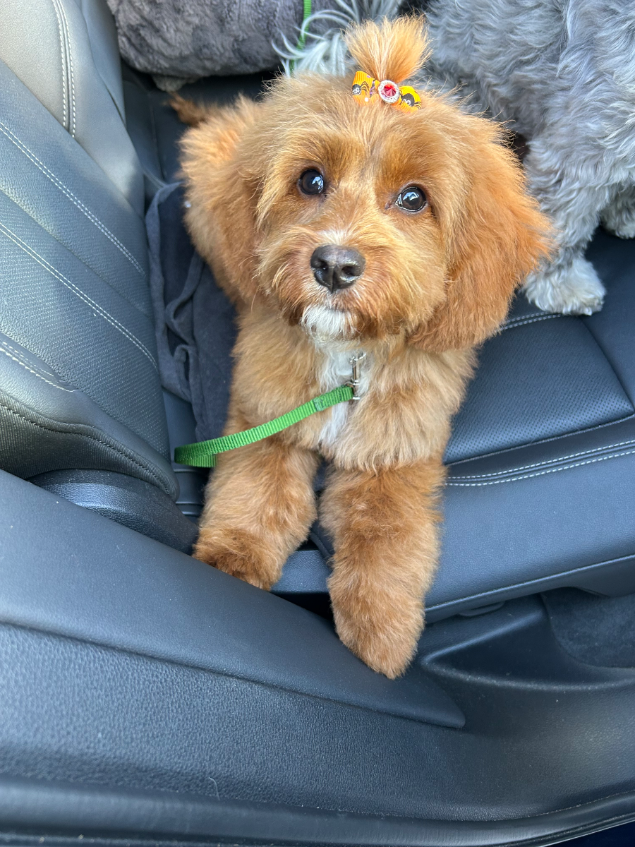 Fluffy Westipoo puppy from health-tested parents - photo 18 from Haute Dog Finders