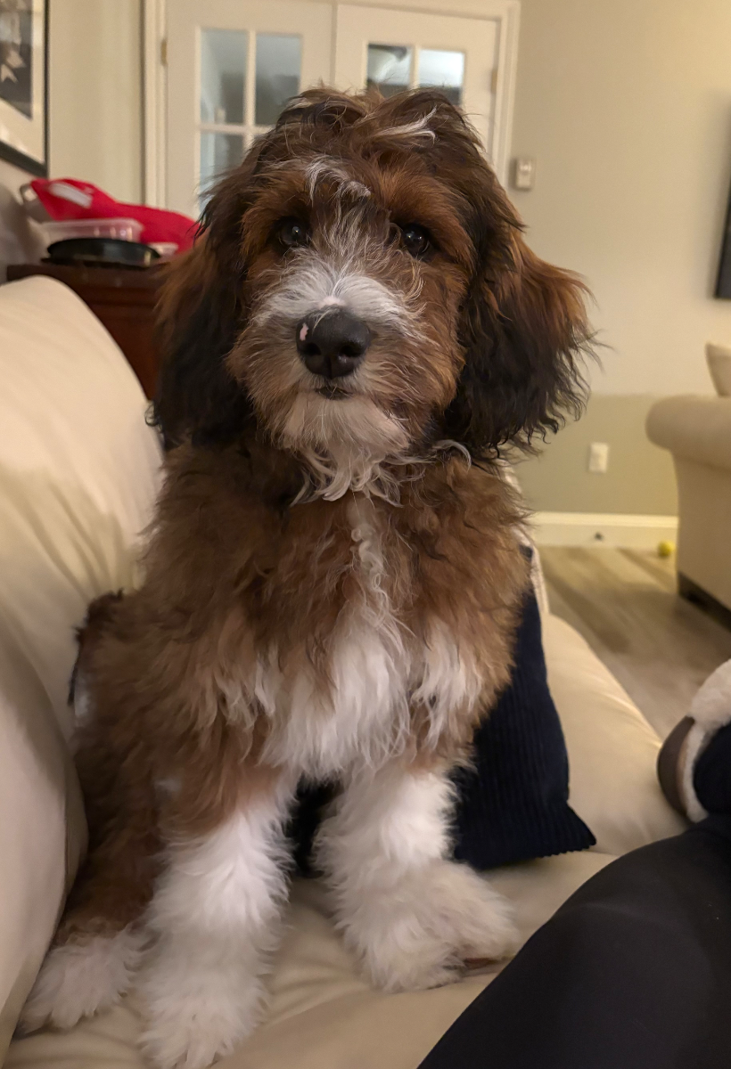 Playful Doodle puppy with a 2-year health guarantee - photo 20 from Haute Dog Finders