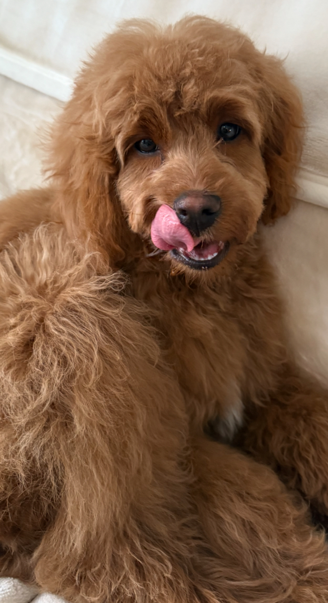 Sweet Cockapoo puppy family-raised in Maitland, NS - photo 21 from Haute Dog Finders