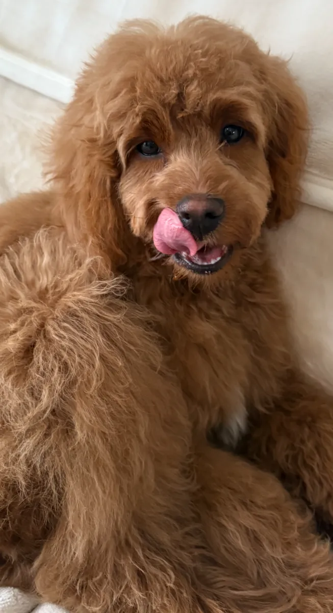 Sweet Cockapoo puppy family-raised in Maitland, NS - photo 21 from Haute Dog Finders