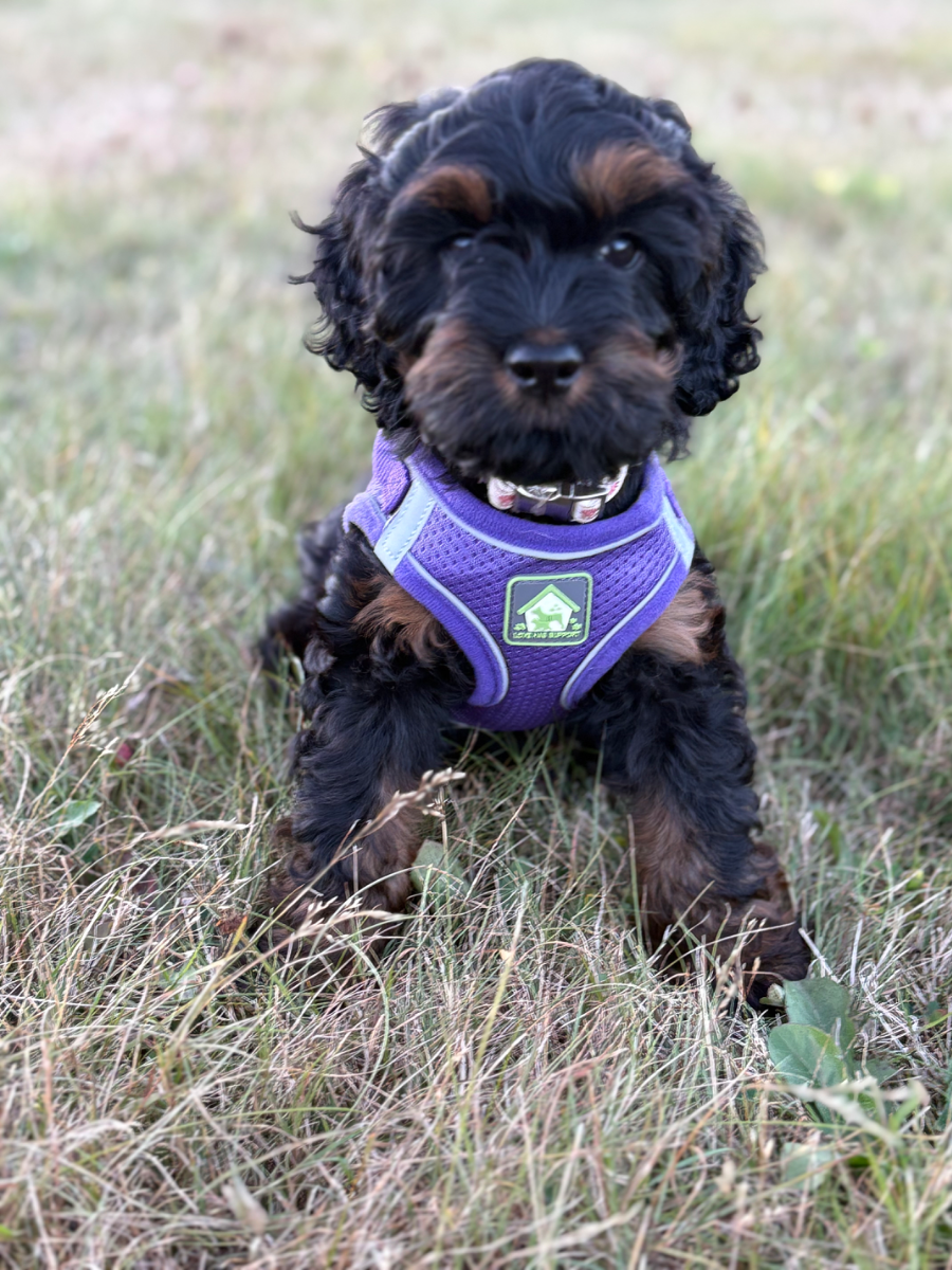Playful Cockapoo puppy at our Nova Scotia facility - photo 26 from Haute Dog Finders