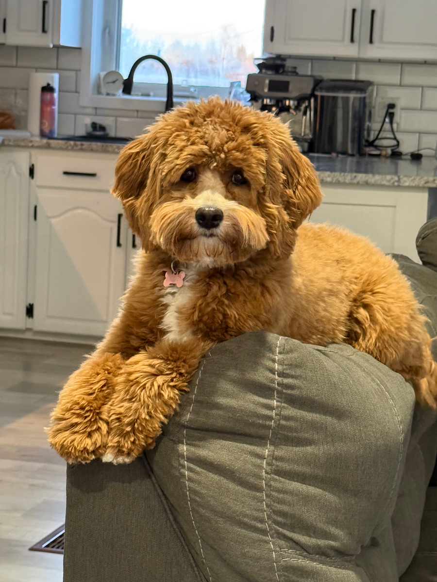 Adorable Aussiedoodle puppy at our Nova Scotia facility - photo 37 from Haute Dog Finders