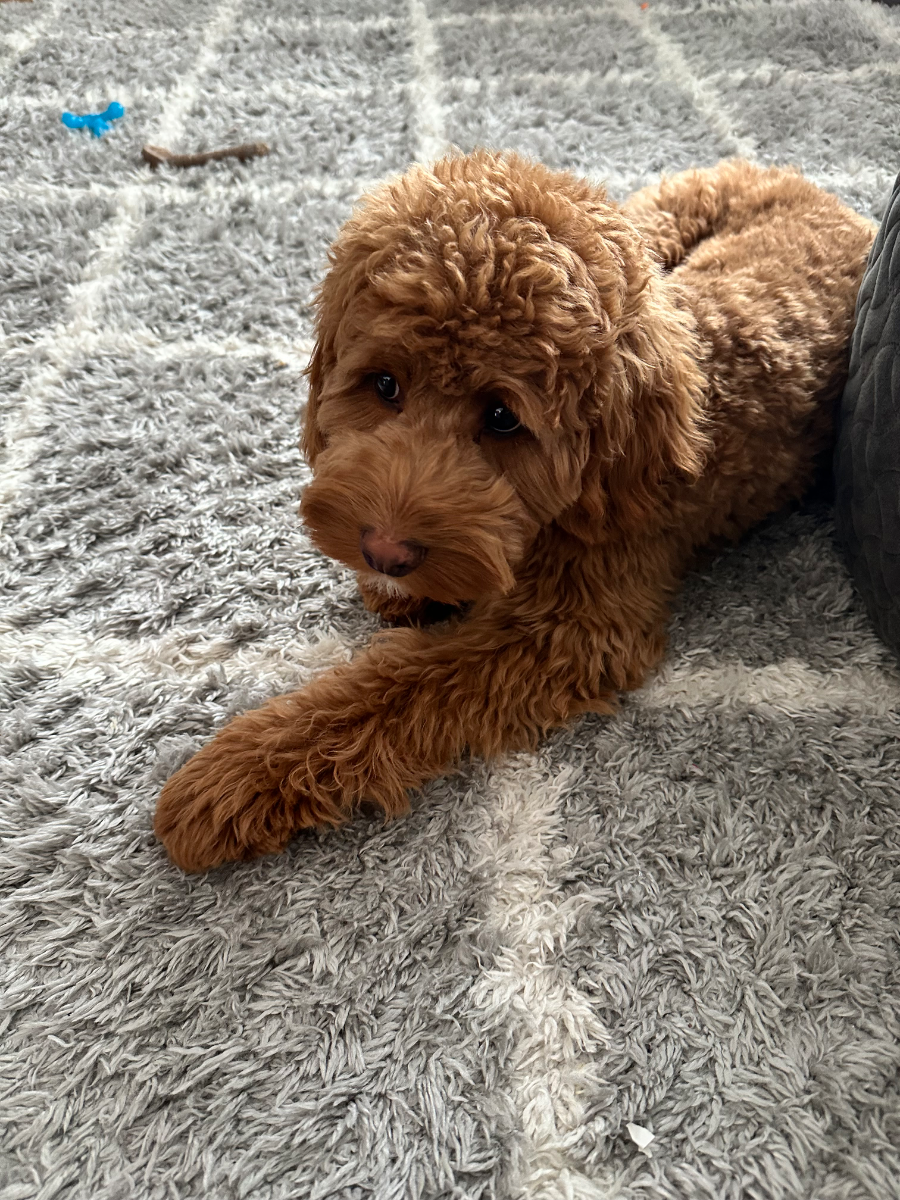 Sweet Petite Goldendoodle puppy ready for their forever home - photo 39 from Haute Dog Finders