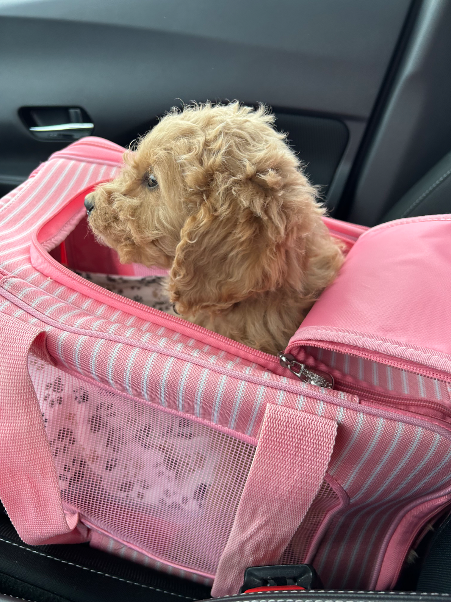 Fluffy Aussiedoodle puppy from health-tested parents - photo 42 from Haute Dog Finders