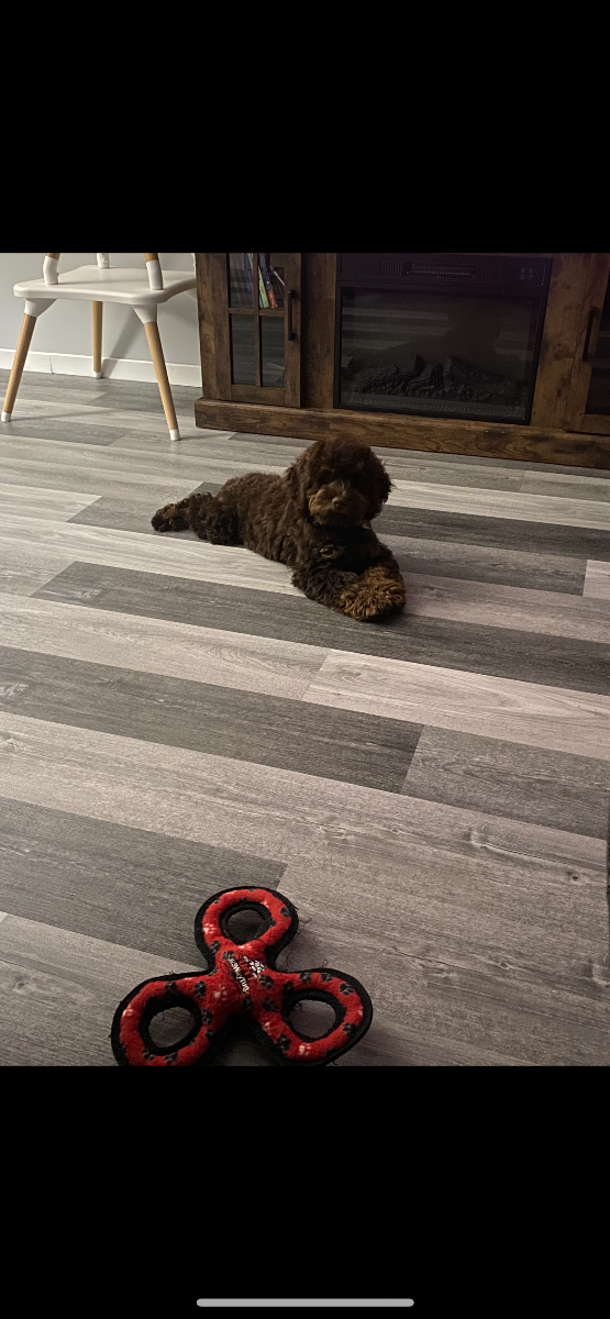 Playful Petite Goldendoodle puppy with a 2-year health guarantee - photo 44 from Haute Dog Finders