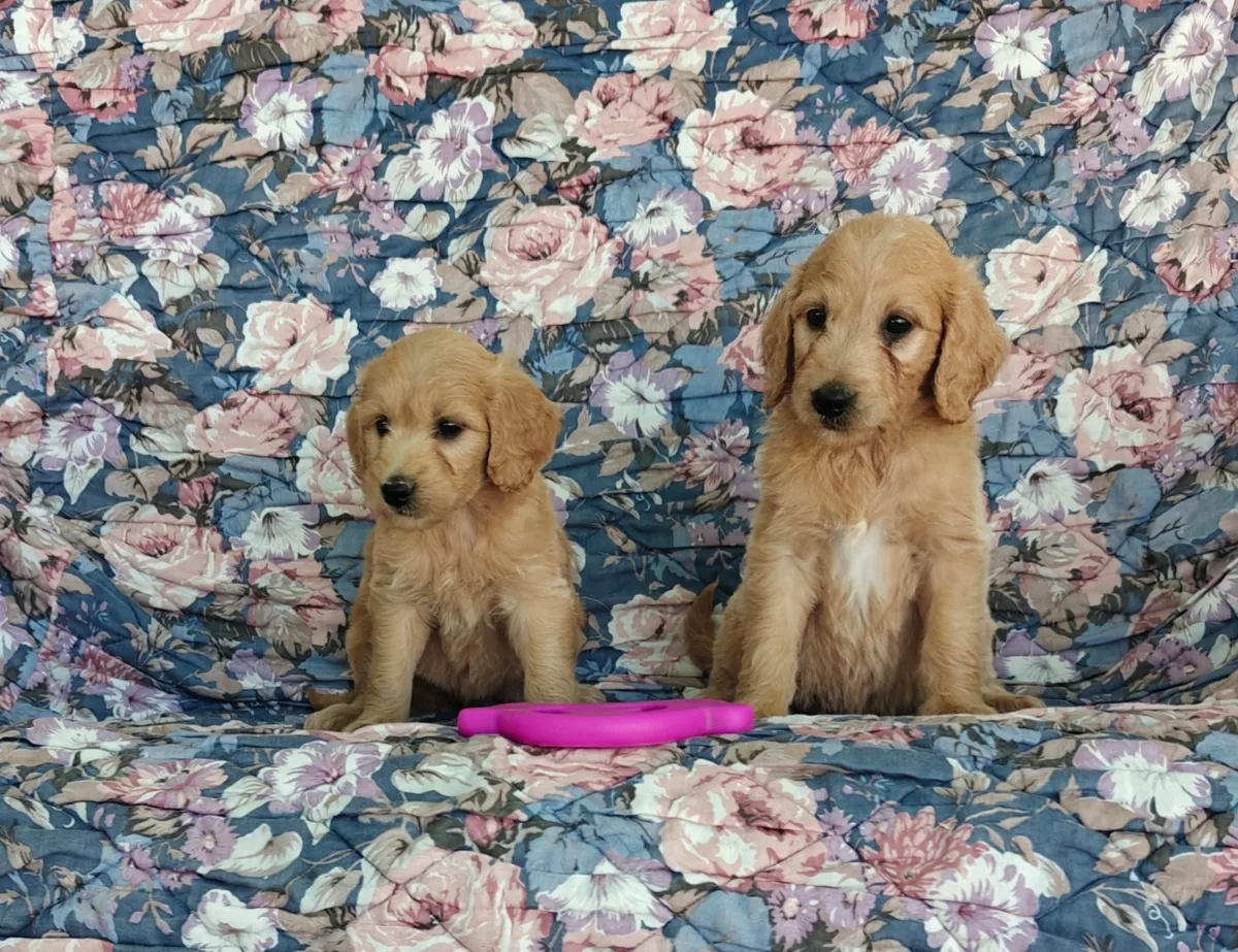 Goldendoodle puppy for sale from Haute Dog Finders in Nova Scotia