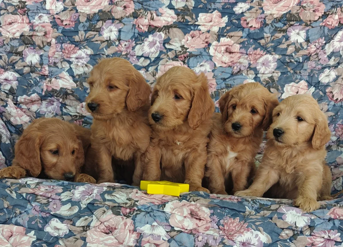 Goldendoodle puppy for sale from Haute Dog Finders in Nova Scotia
