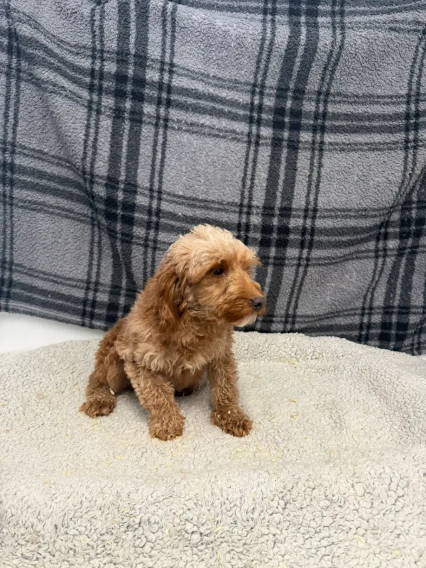 Photo 1 of Luna