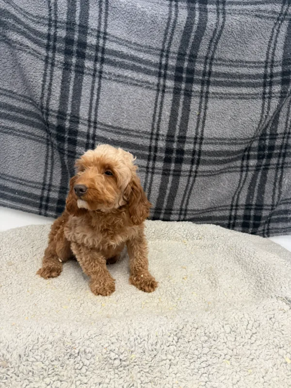 Photo 2 of Luna