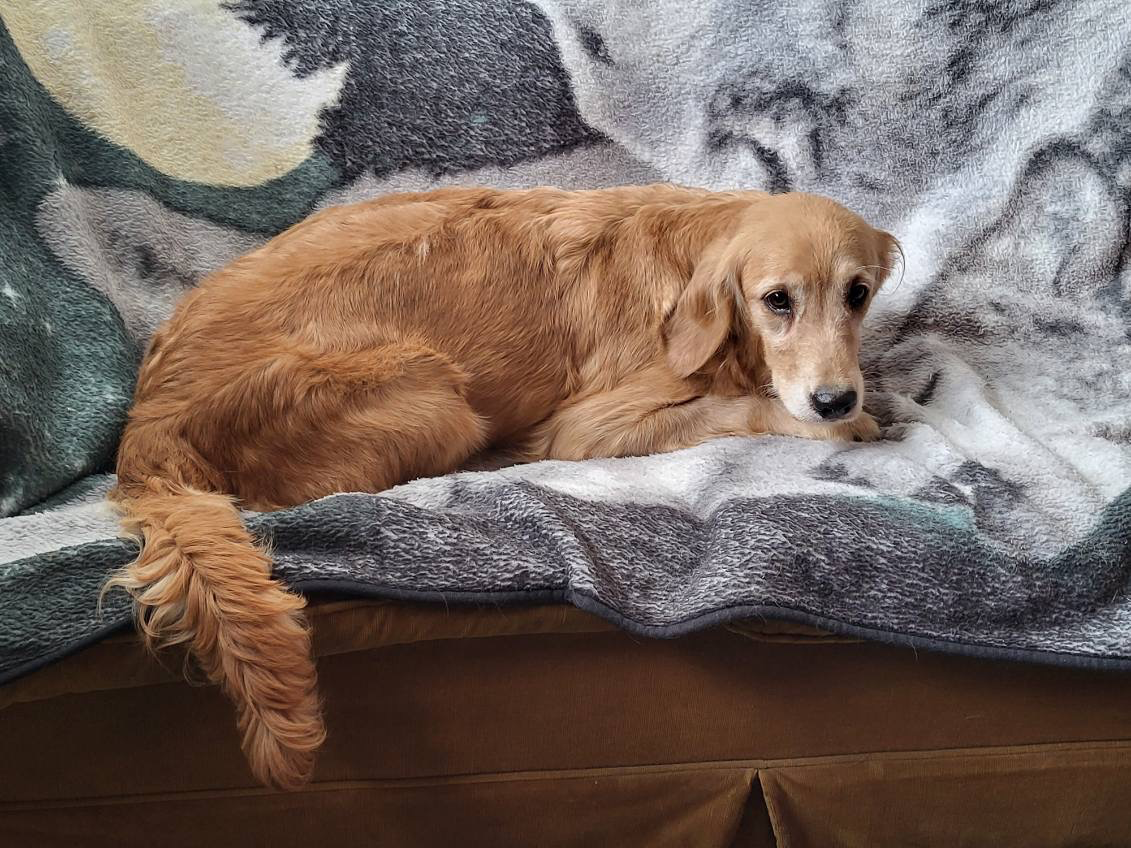 Photo 1 of Molly