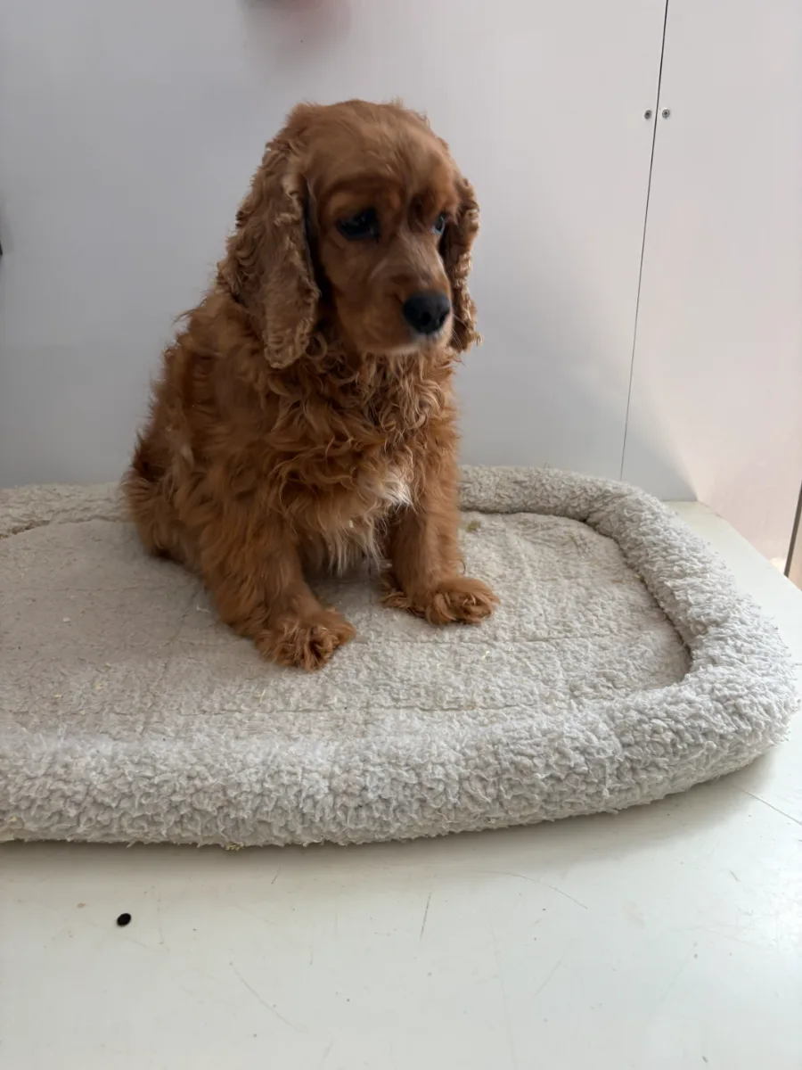 Photo 1 of Lilly