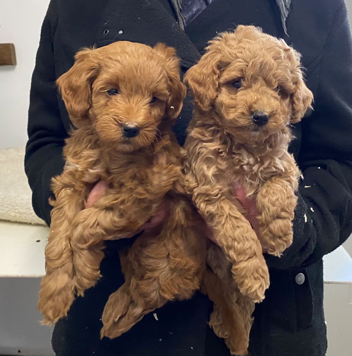 Photo 1 of a Petite Goldendoodle puppy from Haute Dog Finders