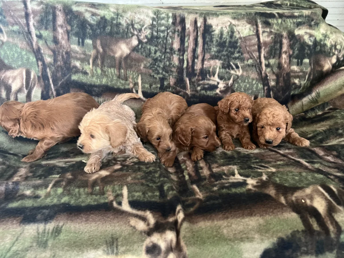 Photo 1 of a Westipoo puppy from Haute Dog Finders
